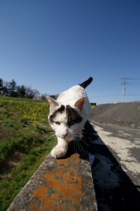 猫画像｜落ちるなよ～！