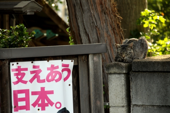 猫画像｜政治家さん達もっとしっかりして！