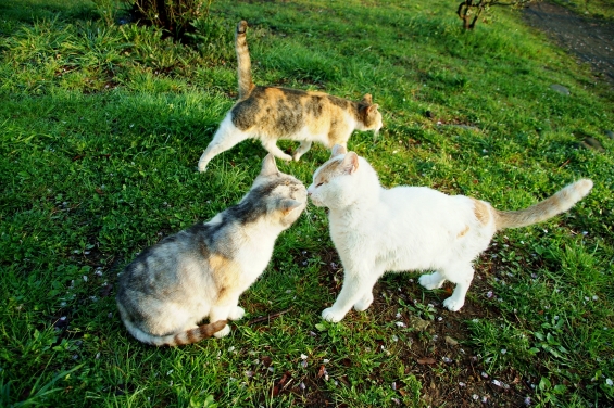 猫画像｜ごあいさつ。