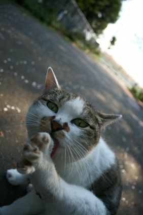 猫画像｜お掃除中