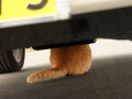 おしり