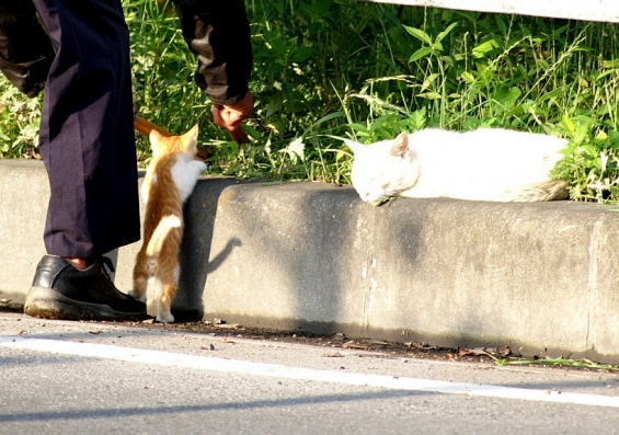 猫画像｜何してんの？