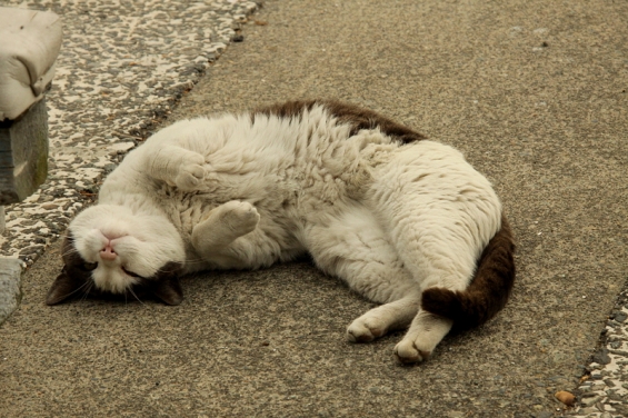猫画像｜江ノ島にゃんこ