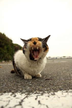 猫画像｜江ノ島にゃんこ　　3