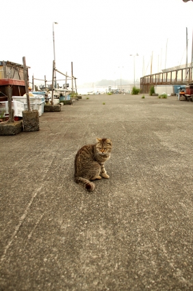 猫画像｜江ノ島にゃんこ　　6