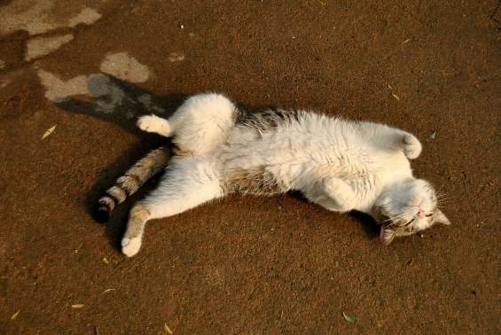 猫画像｜ん～～～～！