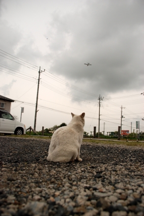猫画像｜飛行機に乗ってみたい。