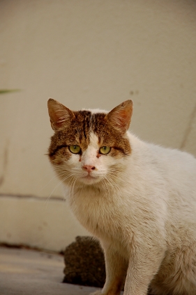 猫画像｜見つめる。