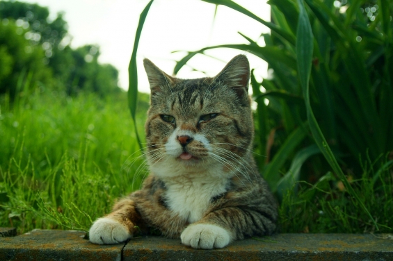 猫画像｜待つ。