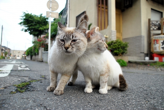 猫画像｜なかよし