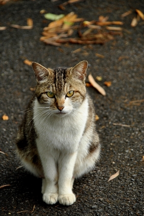 猫画像｜見つめる。