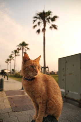 猫画像｜江ノ島にゃんこ