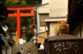 江ノ島にゃんこ　　9