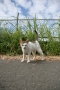 ちょい悪にゃんこ
