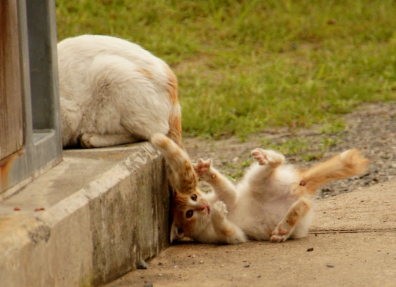 猫画像｜しっぽで遊ぶ。