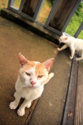 猫画像｜見つめる