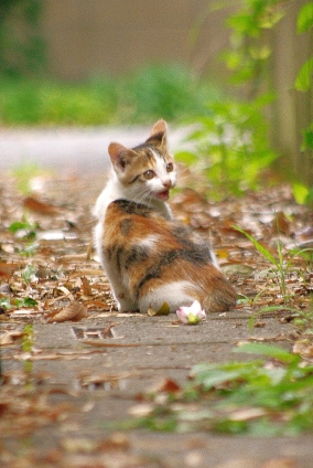 猫画像｜にゃ～！