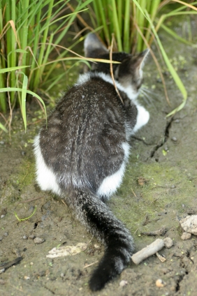 猫画像｜かくれんぼ