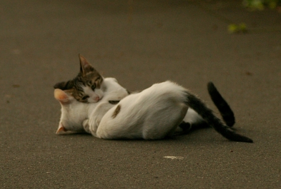 猫画像｜ぎゅ～～～っ。