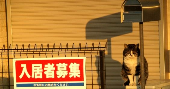 猫画像｜入居者募集