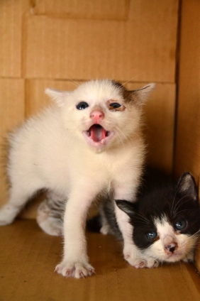 猫画像｜小さな命・捨てないで！！！
