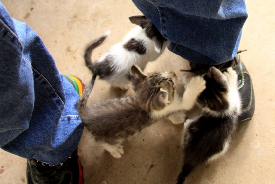 猫画像｜遊んで遊んで～！