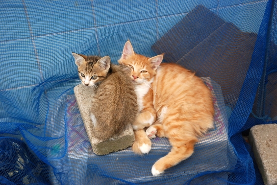 猫画像｜いっしょに。