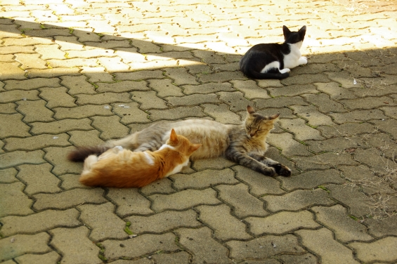 猫画像｜おっぱい中
