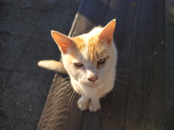 猫画像｜エサくれ！