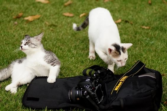 猫画像｜休憩中