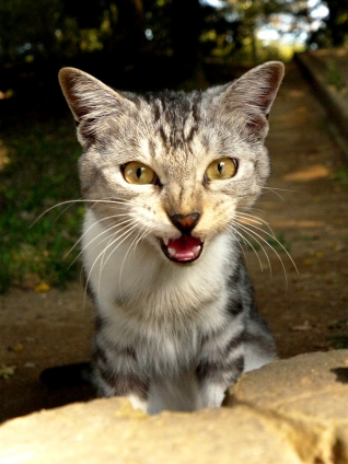 猫画像｜にゃ～！
