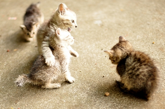 猫画像｜怒ってます？