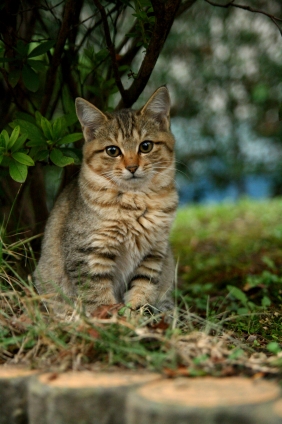 猫画像｜smile