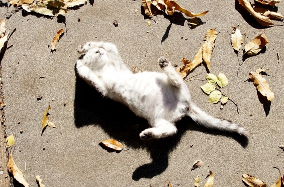 猫画像｜ごろんごろん