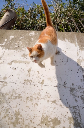 猫画像｜アムロいっきま～す！