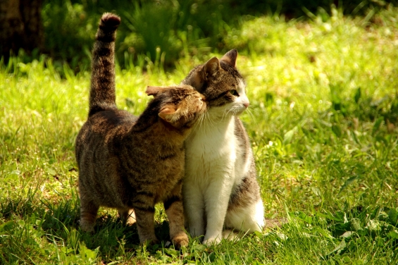 猫画像｜ちゅっ♡