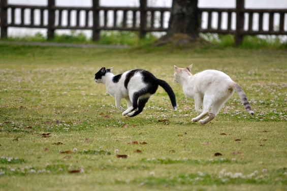 猫画像｜まてまて～！