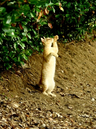 猫画像｜何がいるの？