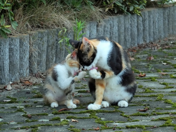 猫画像｜親子