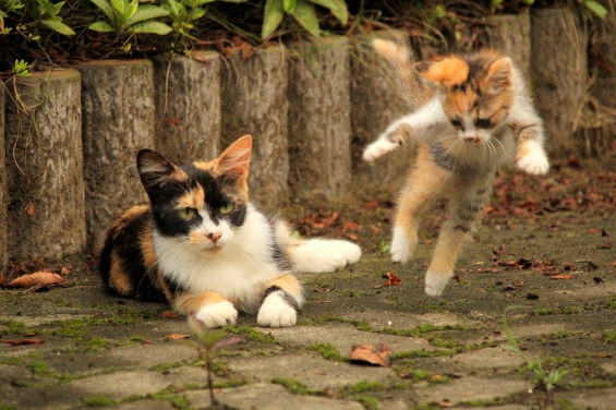 猫画像｜ぴょんっ！