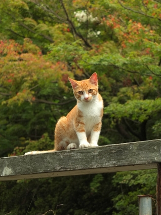 猫画像｜秋がそこまで・・・・・