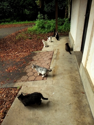 猫画像｜いっしょに雨宿り