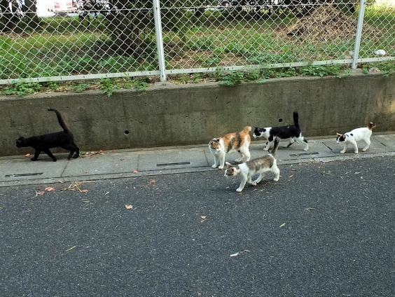 猫画像｜ごはんだよ～！
