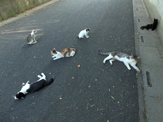 猫画像｜あ～食った食った～！