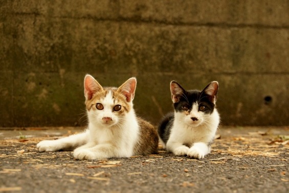 猫画像｜きょうだい