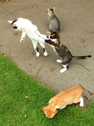 猫画像｜波動拳！