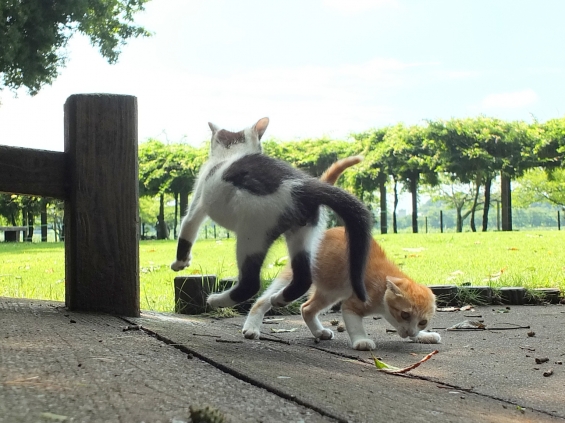 猫画像｜やるか～！