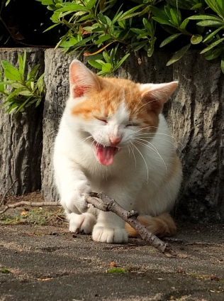 猫画像｜あはっ！