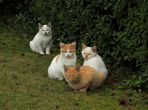 猫画像｜４きょうだい