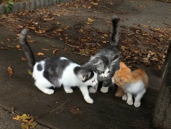 猫画像｜相談中。